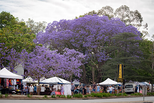 Grafton Jacarandas